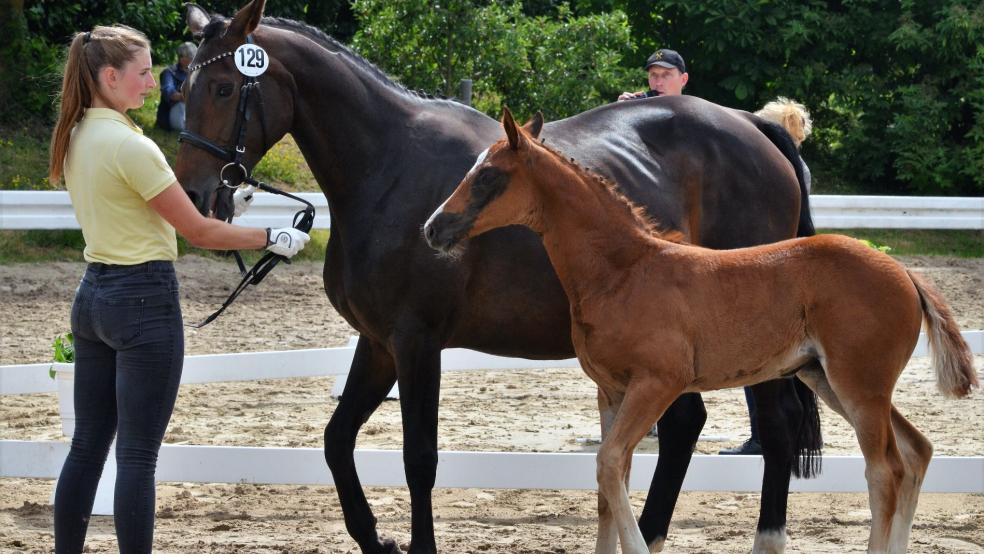 Das beste dressurbetonte Stut-Fohlen (Bonds/Danone/Hohenstein) von dem Züchter Georg Kok aus Bunderhee. © Ammermann