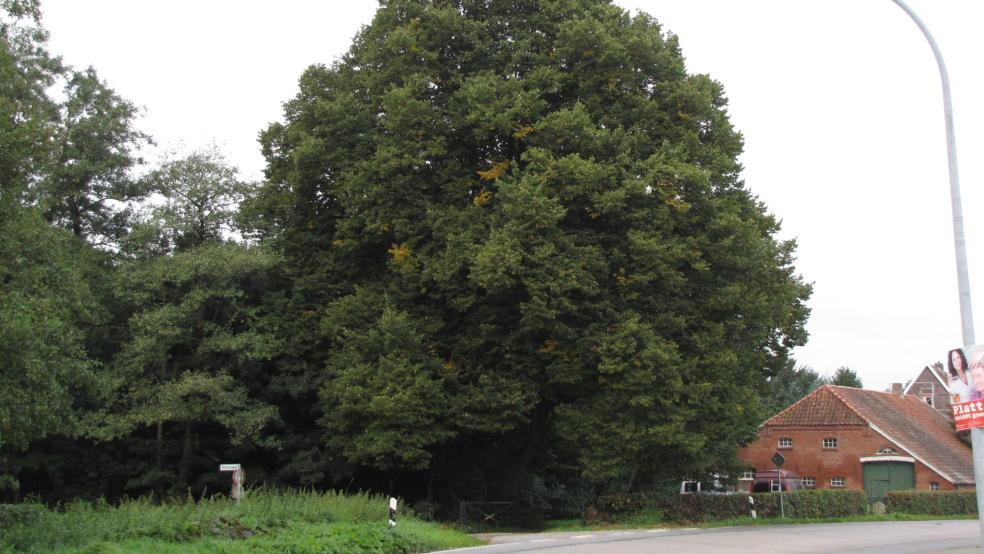 Eine der schönsten Linden in unserer Region ist die Dorfl inde in Nortmoor. © Detlef Kolthoff