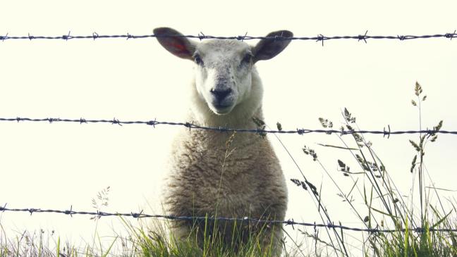 Durch Unfall Schafszaun zerstört