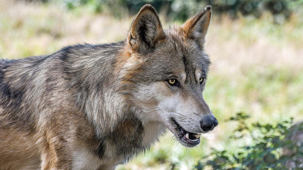 Der Abschuss von Wölfen muss schnell genehmigt werden, wenn sie Rinder, Pferde oder Schafe töten. Das fordert die CDU-Kreistagsfraktion.  © Symbolfoto: Pixabay