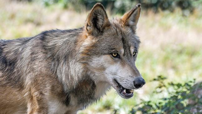 2026 sind es doppelt so viele Wölfe