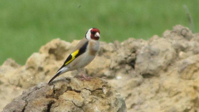 »Putterke« ist der Vogel des Jahres