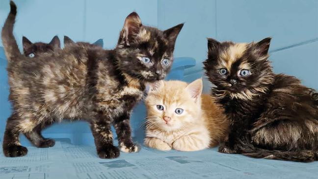 Kleine Katzen sind paarweise abzugeben