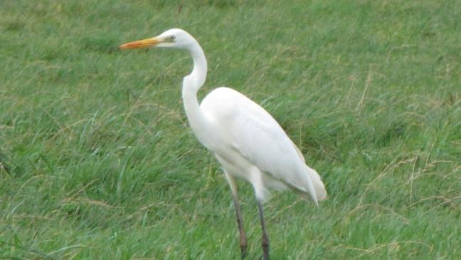 Reiher im Rheiderland