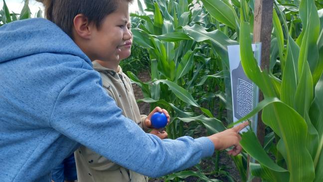 Mais-Labyrinth in zwei Varianten