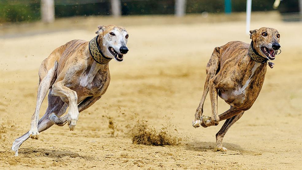 Mehr als 80 Hunde werden am Sonntag im niederländischen Oude Pekela gegeneinander antreten.  © Symbolfoto: Pixabay