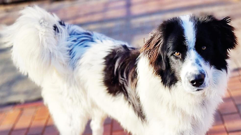 Der junge »Idefix« sucht ein Zuhause.  © Foto: Tierschutz