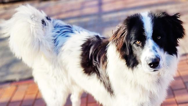 Hasenfuß und Herzensbrecher