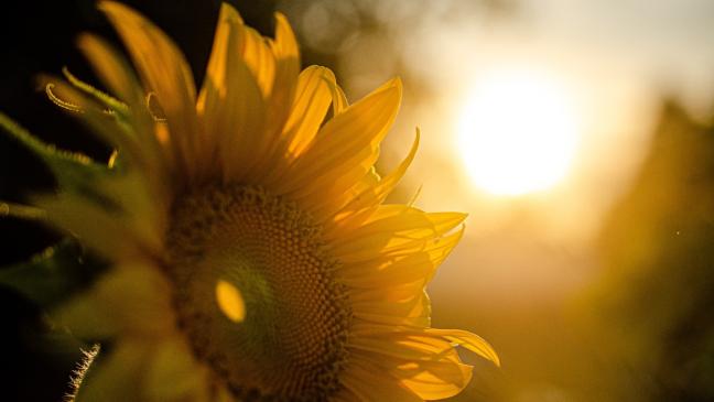 Ein Monat für Sonnenanbeter