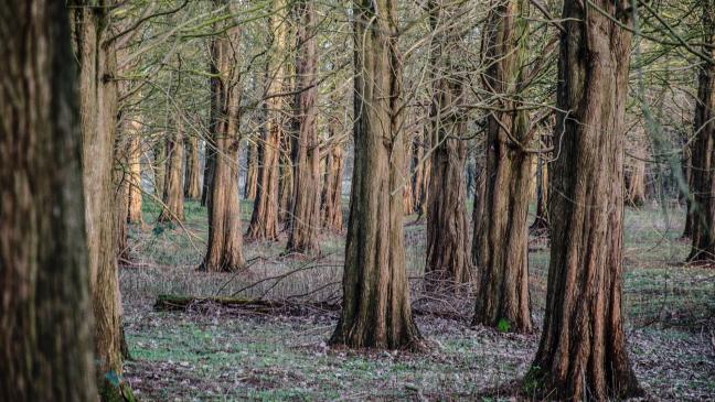 Eigentümer soll Hessepark sicher machen