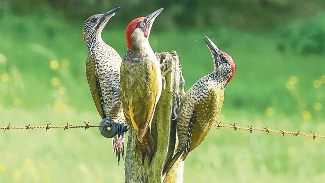Familie Specht stellt sich zur Schau