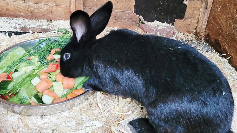 Dieser schwarze Kaninchenbock wird vermittelt.  © Foto: Tierschutz