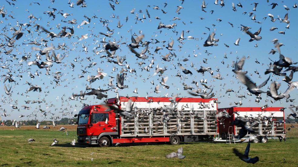 Mit dem Kabinenexpress werden die Brieftauben zu ihrem Auflassort transportiert und machen sich dann auf den Weg zum heimischen Schlag.  © Foto: Verband deutscher Brieftaubenzüchter