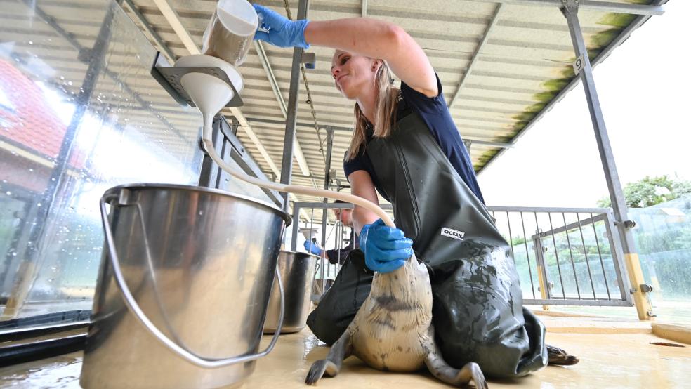 Tierpflegerin Ramona bei der Fütterung der Jungtiere in der Seehundstation Norddeich. © Penning (dpa)