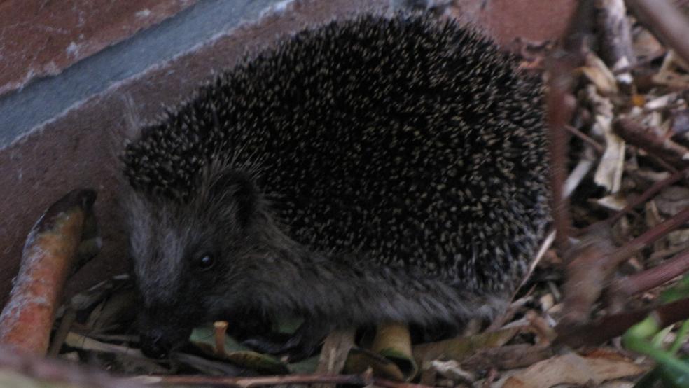 Ein aufgewachter Igel läuft im heimischen Garten herum. © Detlef Kolthoff