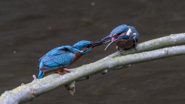 Der Eisvogel