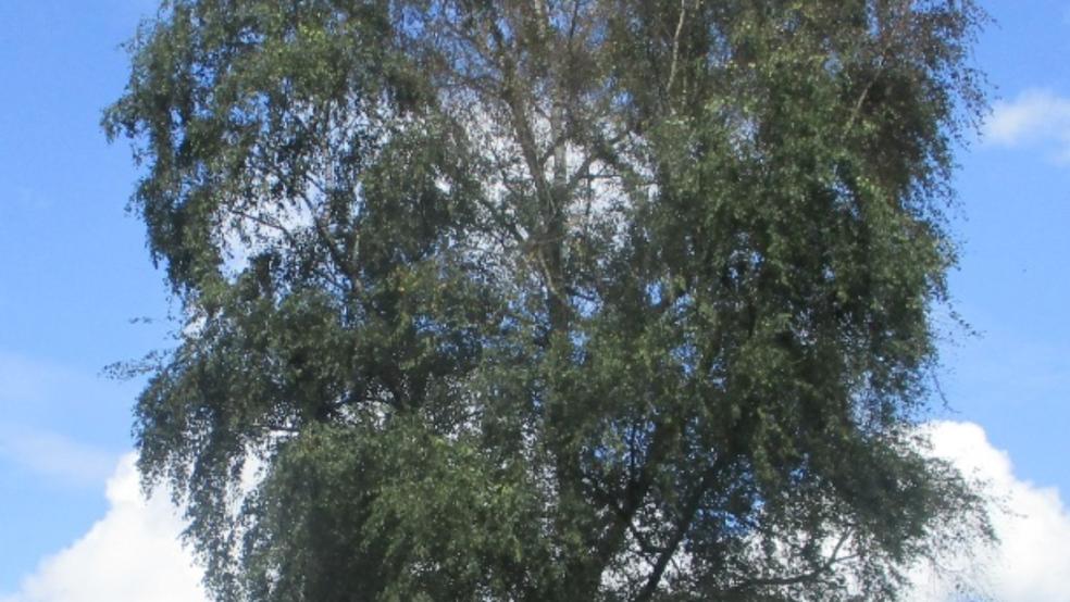 Die Polizei schließt nicht aus, dass ein Baumfrevler eine Substanz in das gebohrte Loch im Stamm der Birke gegeben hat. Die Untersuchungen einer Probe laufen noch. © Polizei