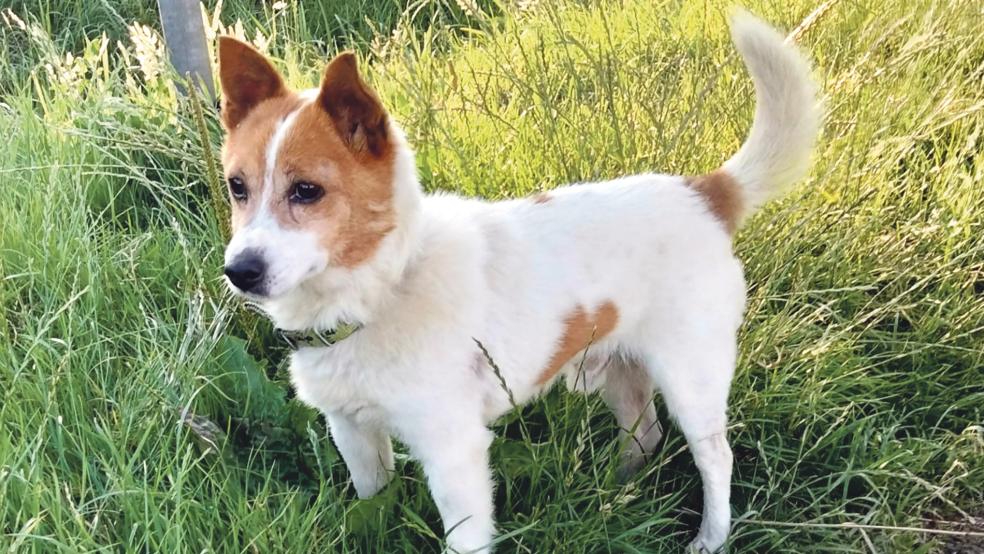 Jack Russell Terrier »Toby« lebt derzeit im Tierheim in Stapelmoor und sucht ein neues Zuhause.  © Foto: Tierschutz
