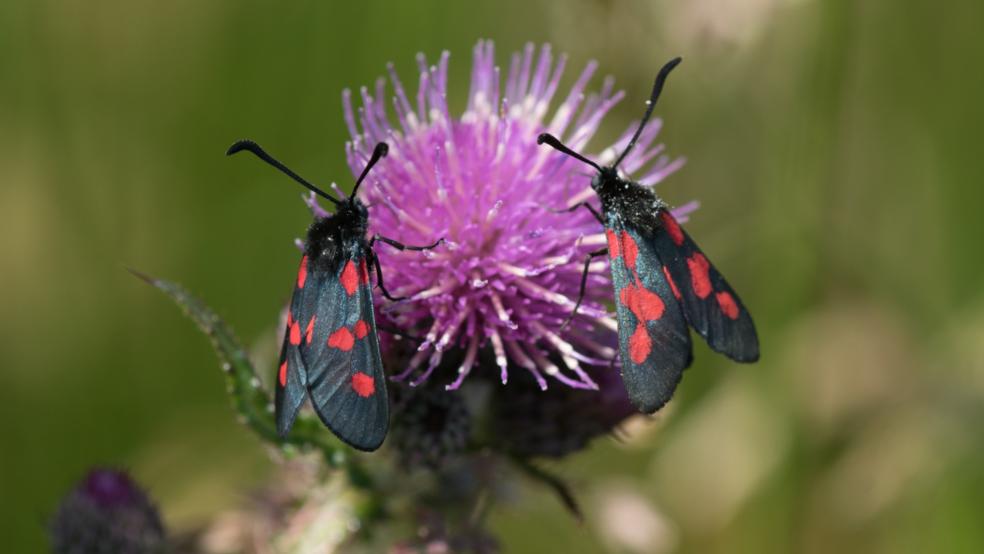 Blutströpfchen an der Blüte der Kratzdistel im Naturschutzgebiet »Püttenbollen«. © Detlef Kolthoff