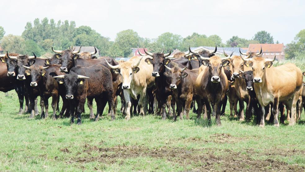 Auch die etwa 40 Heckrinder in Coldam brauchen eine neue Heimat, wenn die Anordnung des Landkreises Leer erfolgt ist.  © Foto: Hanken