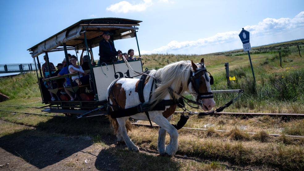 Das Pferd "Tamme" zieht die Spiekerooger Pferdebahn mit Kutscher Christian Roll über die ostfriesische Insel. Mit einer geplanten Streckenverlängerung will die Nordseeinsel Spiekeroog ihre traditionsreiche Pferdebahn langfristig erhalten. © Sina Schuldt (dpa)