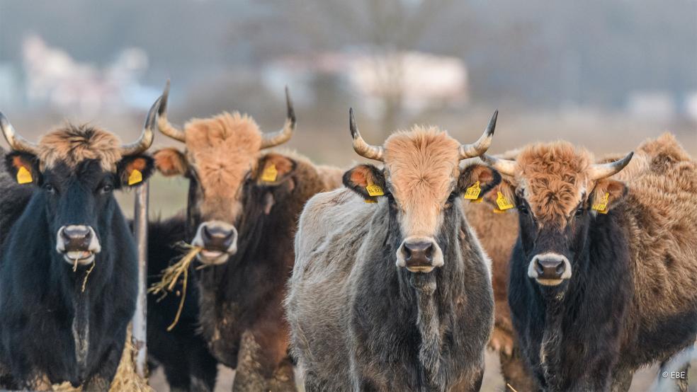 49 Heckrinder weiden derzeit im Rahmen eines Nabu-Projektes in Thedingaer Vorwerk.  © Foto: Nabu/Erwin Bette