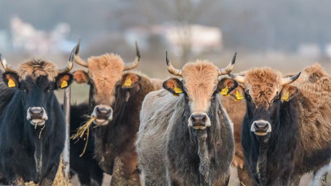 Nabu: Drei Klagen gegen Landkreis
