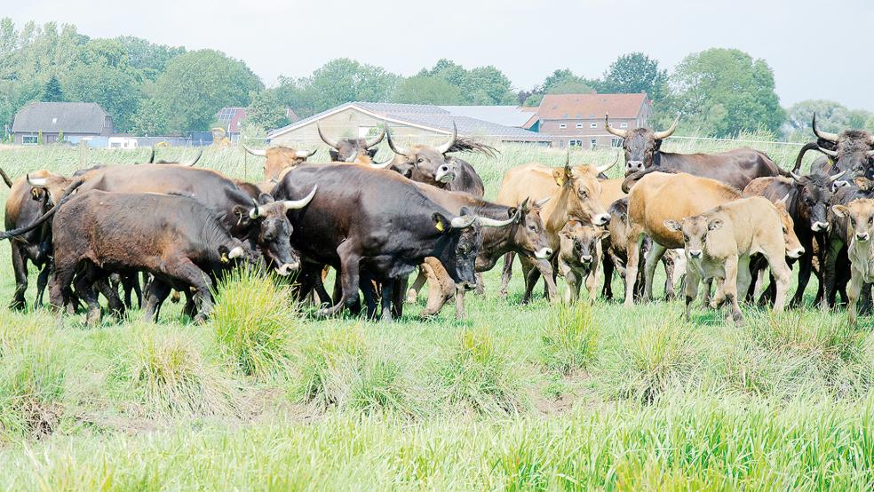 Unruhe in der Heckrinder-Herde in Coldam. Das passt zur derzeitigen Lage, denn der Naturschutzbund will alle Beweidungsprojekte jetzt beenden, weil es massive Probleme gibt.  © Foto: Hanken
