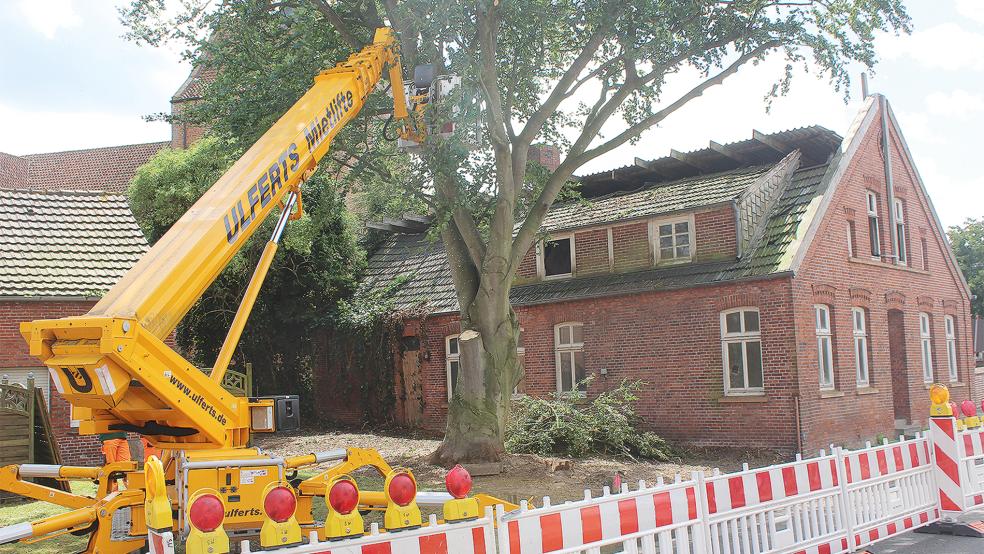 Der Bauhof der Stadt Weener schneidet derzeit eine Buche neben der »Alten Post«, weil sie Gefahren birgt.  © Foto: Busemann