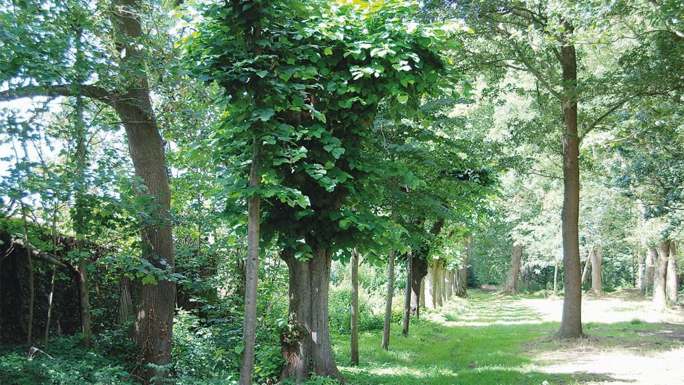 Idylle im Ortskern von Stapelmoor: Der Naturpark Stapelmoor ist wieder für Spaziergänger frei zugänglich. Der städtische Bauhof war hier unlängst rund drei Wochen aktiv, um die Verkehrssicherheit wieder herzustellen.  © Foto: Hoegen