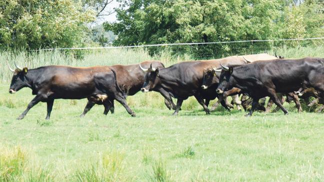 Schlechte Ernährung und Parasiten