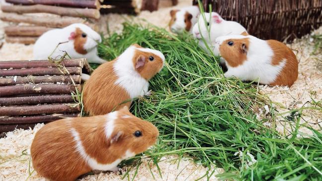 Meerschweinchen suchen ein Zuhause