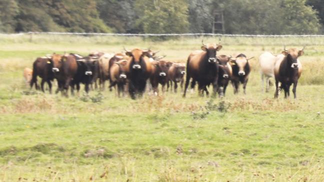 Nabu Ostfriesland setzt weiter auf extensive Beweidung