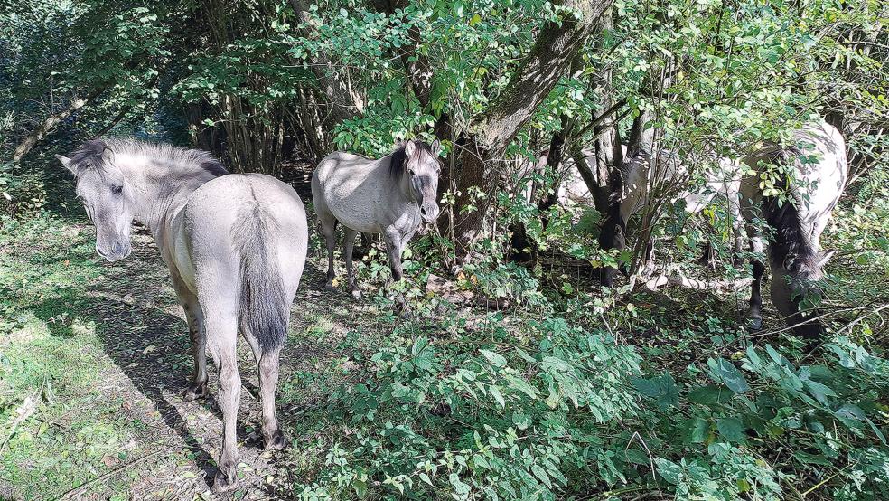 Im Hessepark finden die Konik-Pferde durch die gute Bodenqualität sehr gute Lebensbedingungen vor.  © Fotos: Redeker