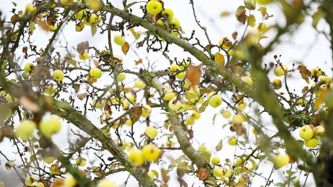 Streuobstwiesen spielen im Rheiderland keine Rolle