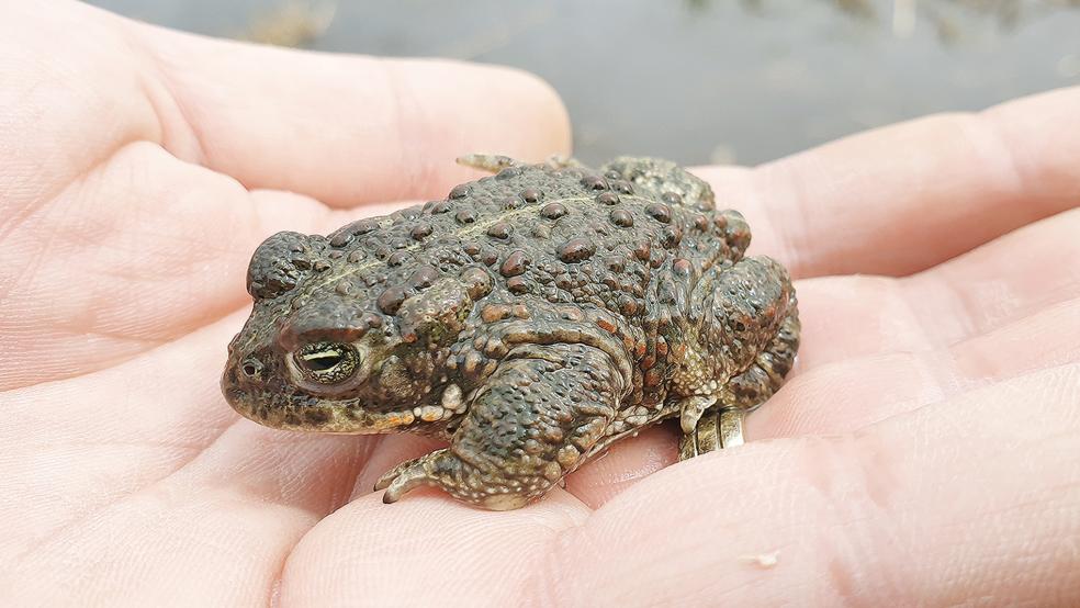 So sieht sie aus: Eine ausgewachsene Kreuzkröte, die auf dem Laichplatz in der Barger Heide zu finden war.  © Foto: Nabu