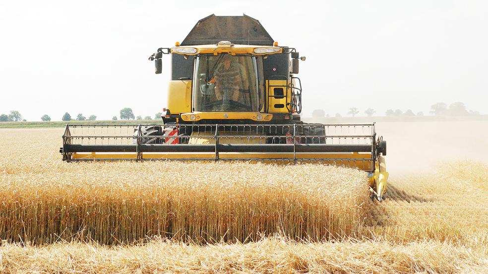 Bevor die Mähdrescher auf die Flächen können, um das Getreide abzuernten, muss es erst einmal einige Tage trockenes Wetter geben. Unser Archivfoto entstand zur Erntezeit in Bunderneuland.  © Archivfoto: Kuper