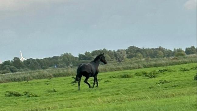 Pferd rutscht in Graben und steht bis zum Hals im Wasser