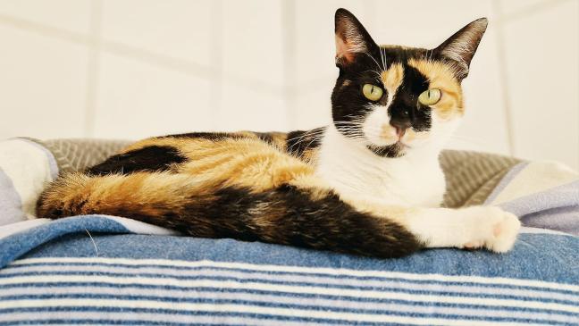 »Sunny« kann auch schmusen