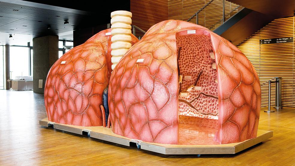 Ein überdimensionales Lungenmodell kann im Borromäus Hospital Leer erkundet werden.  © Foto: organmodelle.de