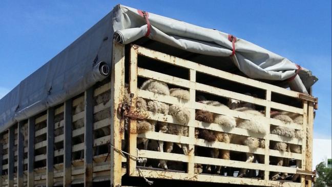 Tiere ohne Erlaubnis transportiert