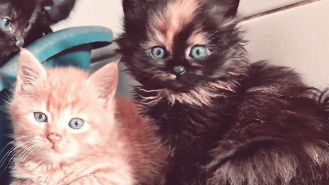 Viele kleine Katzen suchen ein Zuhause