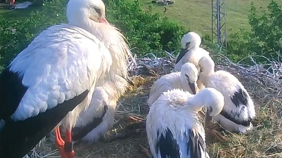 Zum großen Bruterfolg im zu Ende gehenden Adebar-Jahr trug auch das Nest auf dem Grundstück der Storchenbeauftragten Yvonne Gosseling in Vellage bei.  © Foto: Gosseling
