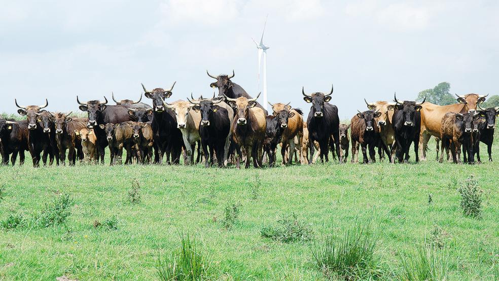 Die Heckrinder-Herde in Coldam. Bis Ende September soll sie aufgelöst werden. Doch der Nabu ringt um eine Fristverlängerung. Mittlerweile läuft das Anhörungsverfahren beim Landkreis Leer.  © Foto: Hanken