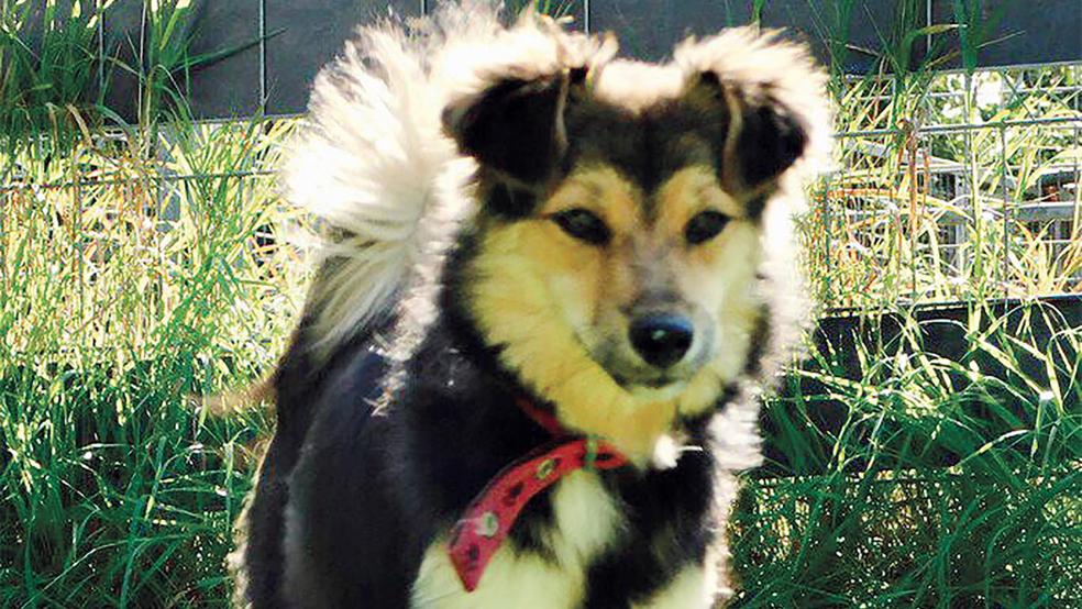 Diese junge Hündin sucht ein neues Zuhause.  © Foto: Tierschutz