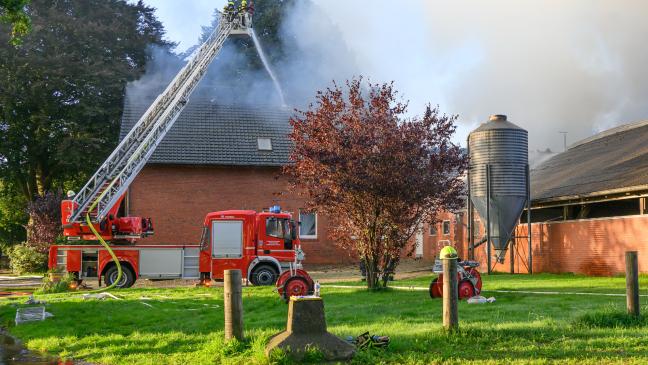 Rinder verenden in brennendem Stall