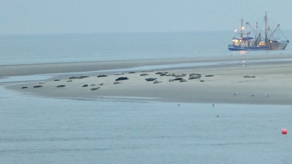 Durch Feuerwerksfontänen wurden Seehunde auf Borkum (Beispielfoto) aufgeschreckt.  © Archivfoto: Hanken