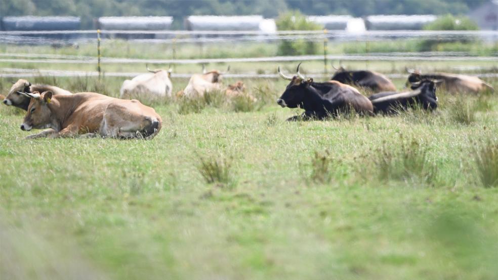 Heckrinder liegen auf einer Weide in Thedingaer Vorwerk. Das Nabu-Beweidungsprojekt soll beendet werden. Aber wie geht es weiter mit der Pflege der Flächen?  © Foto: dpa/Lars Penning
