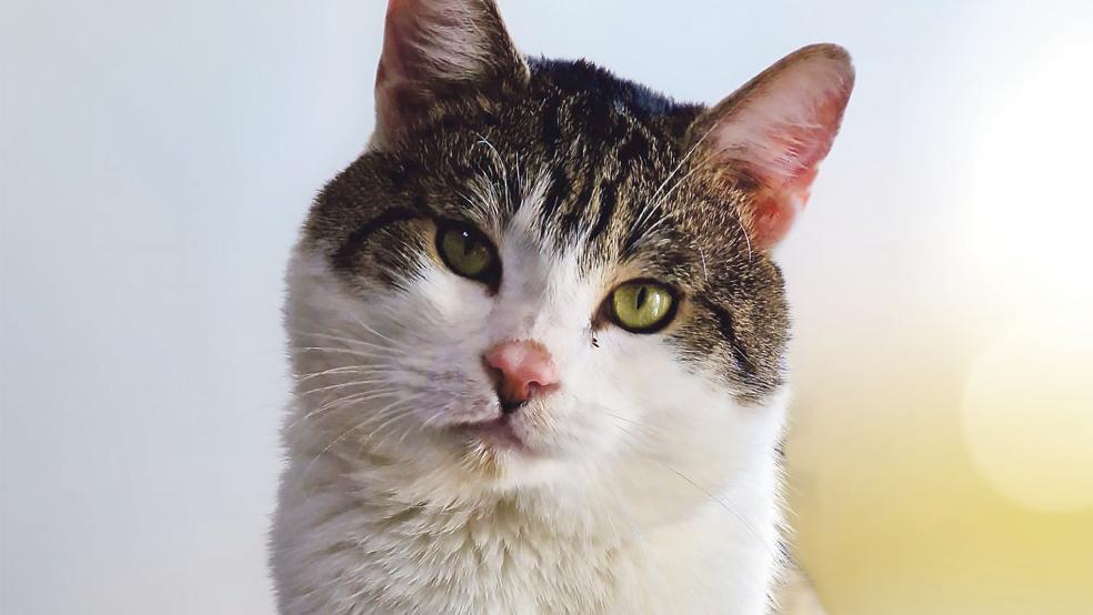 Kater »Florian« sucht ein neues Zuhause.  © Foto: Tierschutz