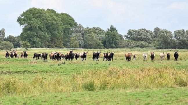Tiere können von den Weiden geholt und auch transportiert werden